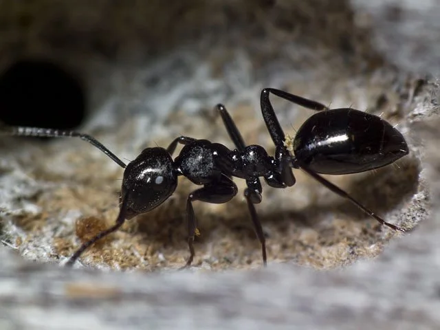 Ants