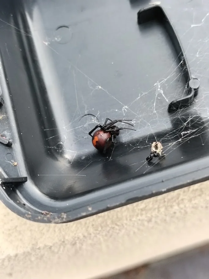 A black spider with orange markings on its abdomen inside a plastic container, along with a dead insect, besides a black handle or hook and a spider web.
