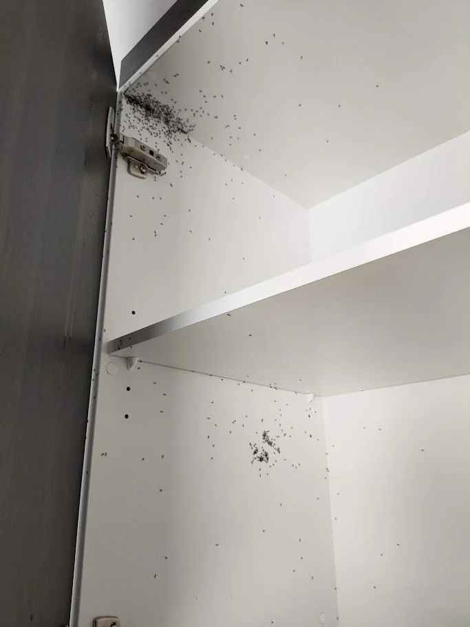 Inside a cabinet with black dirt or debris scattered on the white shelves and walls.