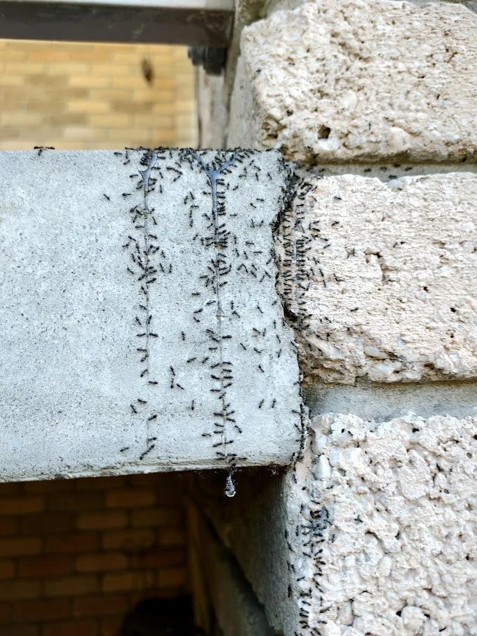 Close-up of a construction joint with many black ants crawling on the cement and brick surfaces, with a few insects hanging from a string hanging from the joint.
