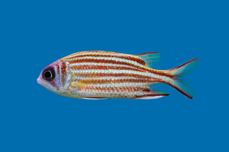 red-squirrelfish-sargocentron-rubrum-blue-background-redcoat-nocturnal-fish-venomous-spine-its-cheek-indo-pacific-412427541.jpg.webp