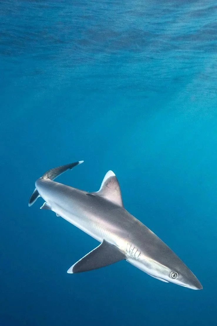 Silvertip-Shark-021.jpg