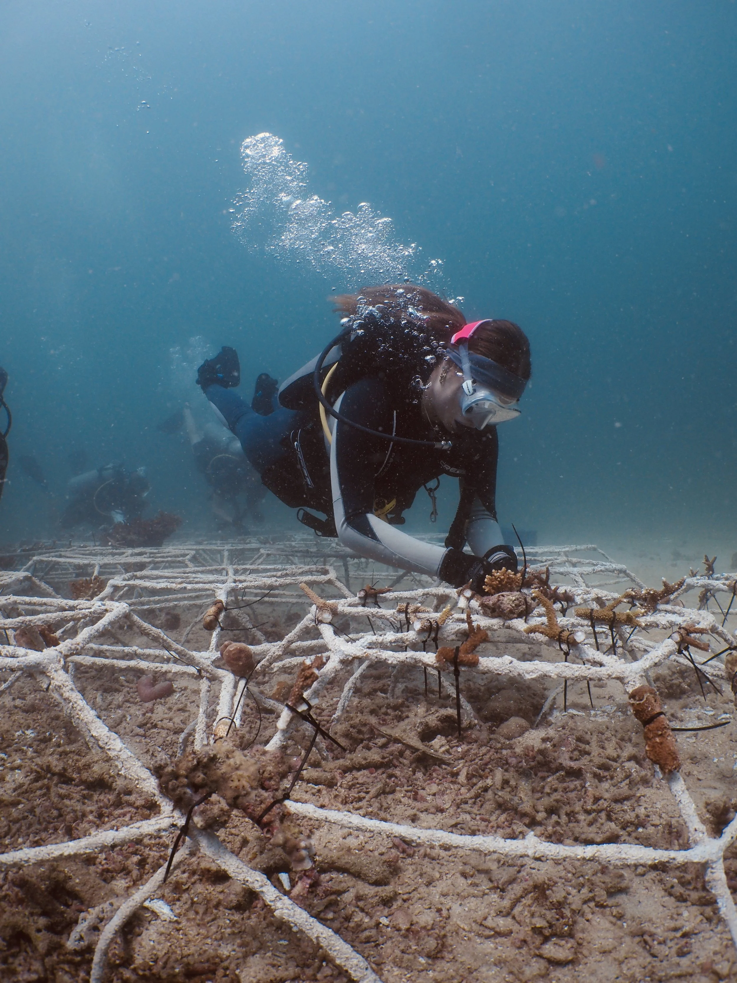 A person scuba diving underwater examining a coral reef on the ocean floor.