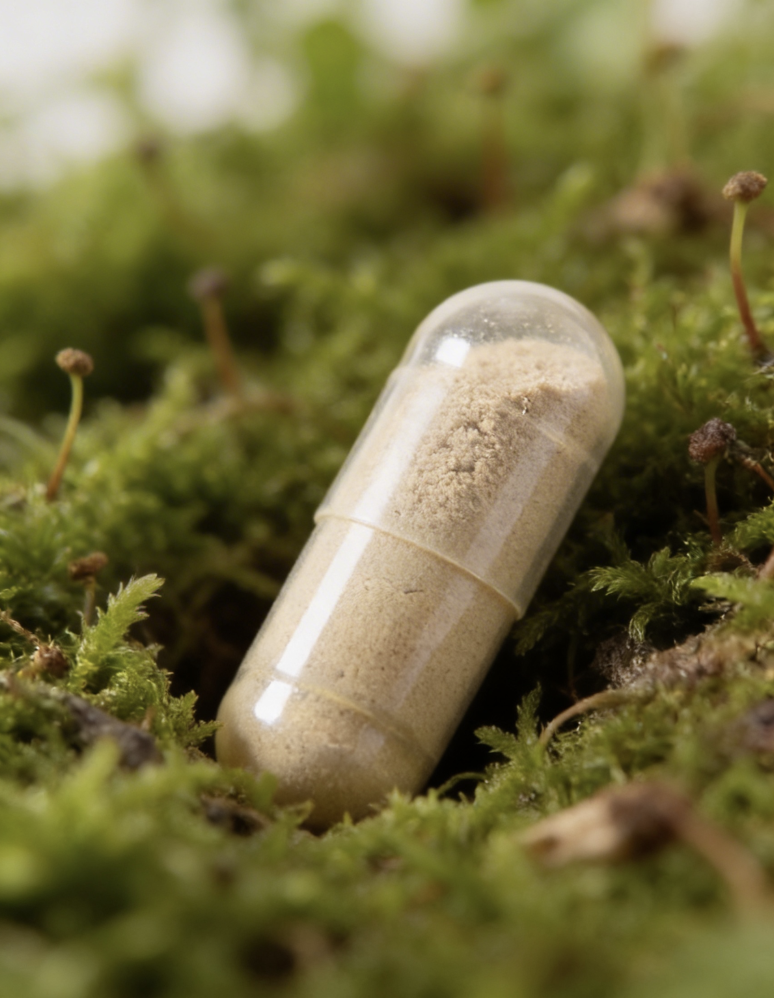 A small capsule filled with a beige powder, resting on green moss.