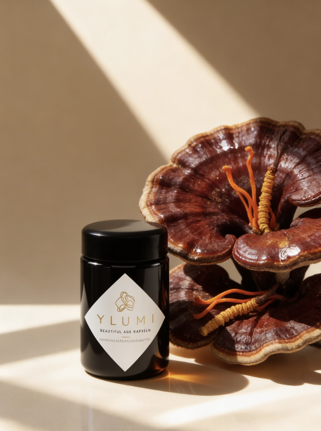 A black container labeled 'Ylumi beautiful age kapseln' placed next to a large brown and orange flower with prominent petals and stamens, illuminated by sunlight.