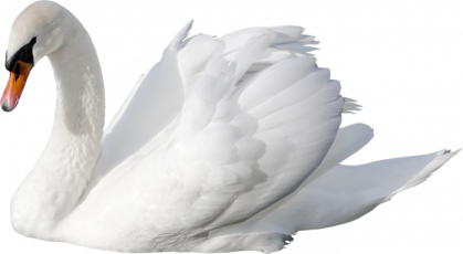 Close-up of a white swan with its wings folded and neck curved.