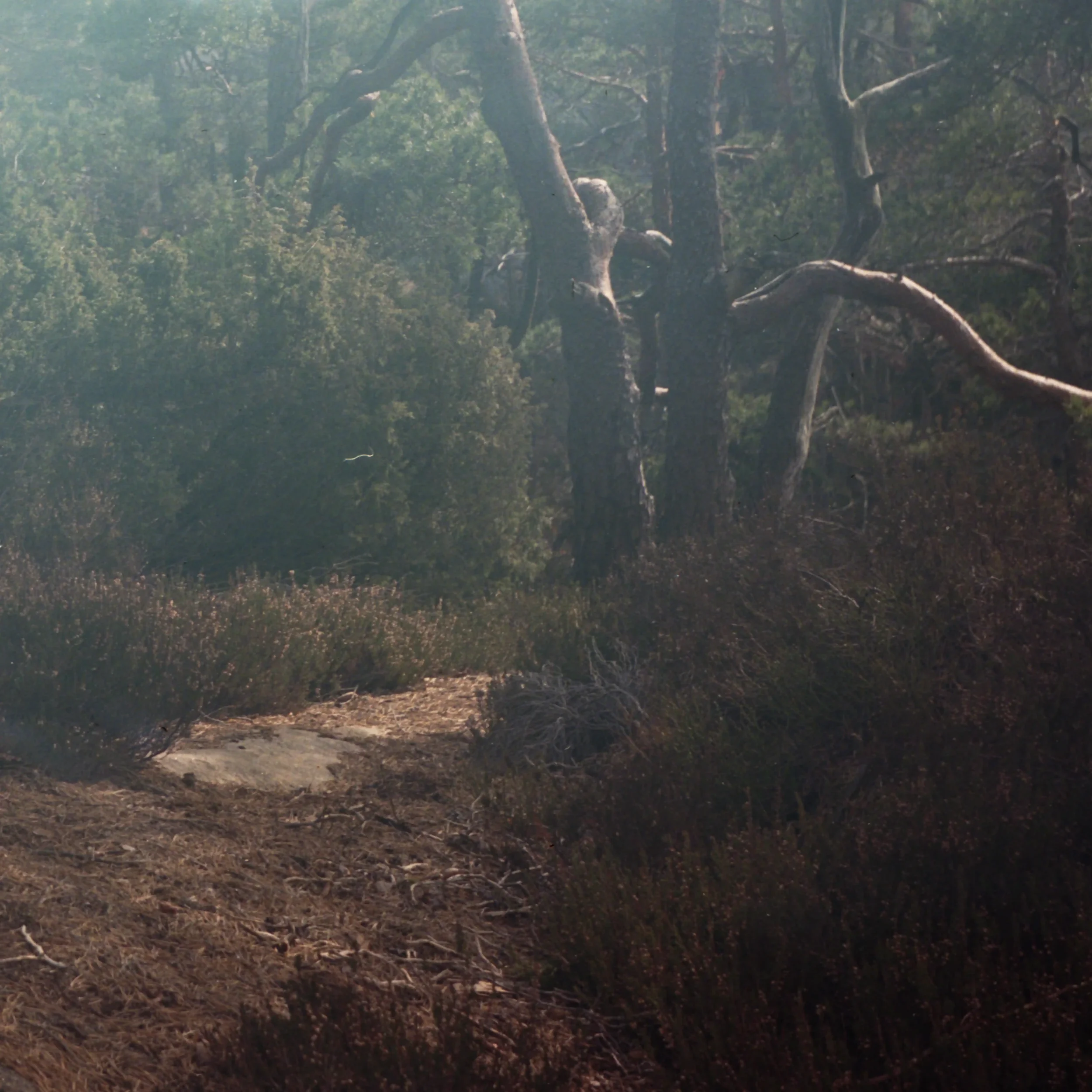 Skog3.webp