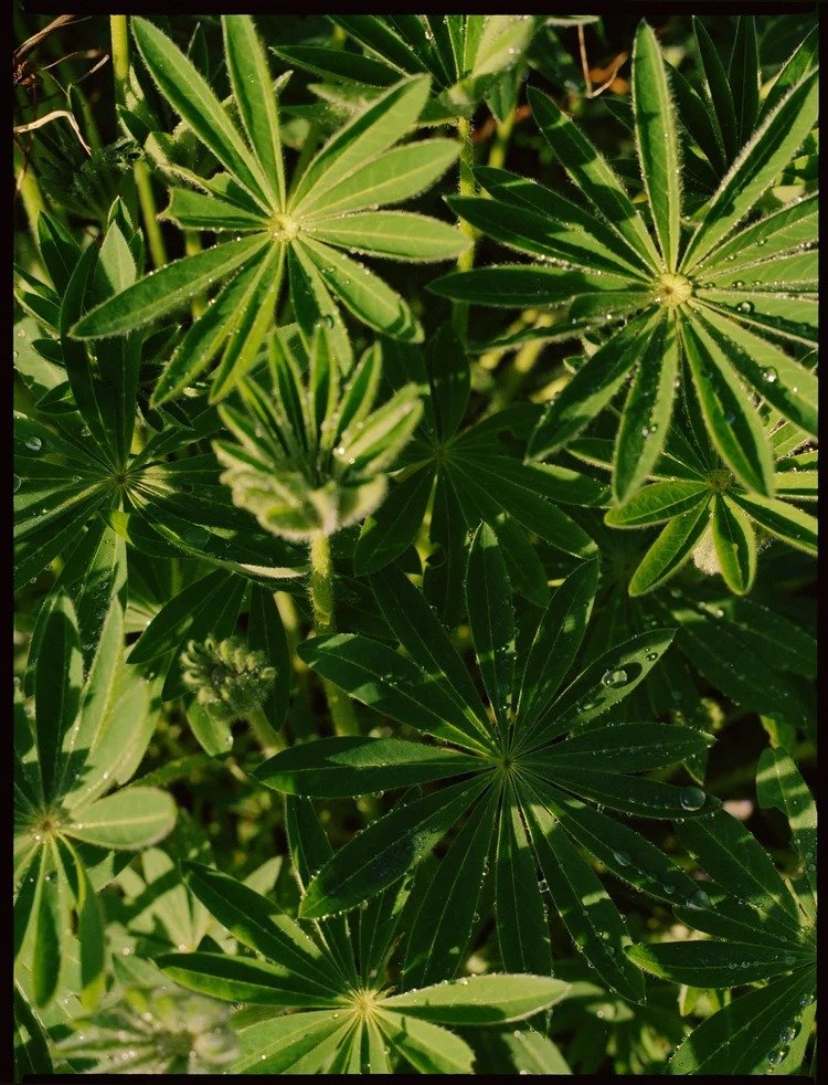 8536_garden_2.jpg