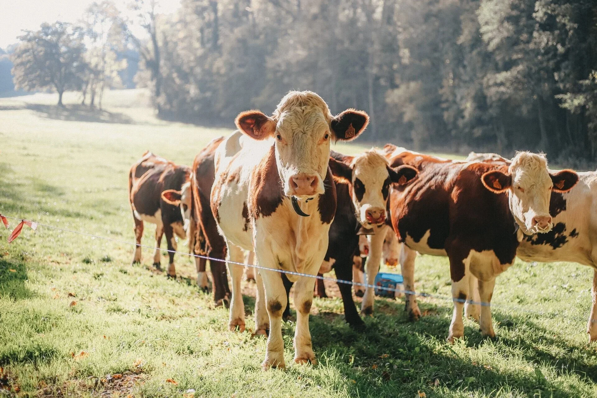 RS49635_Vaches-OT_Monts_du_Genevois_-_A.Modylevskaia-2754-1920px_hpr.jpg