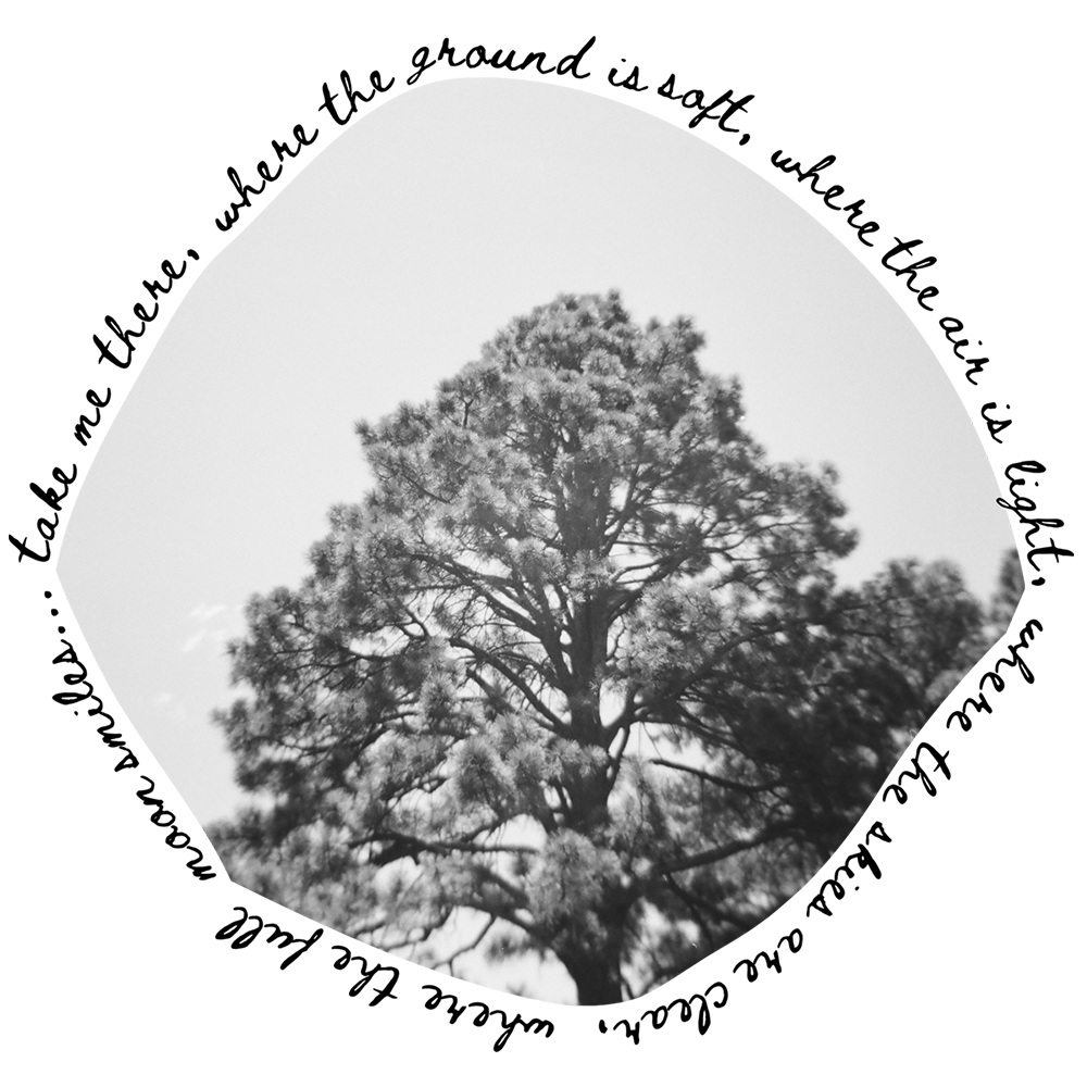 Black and white photo of a tall pine tree with detailed branches and foliage against a light sky.