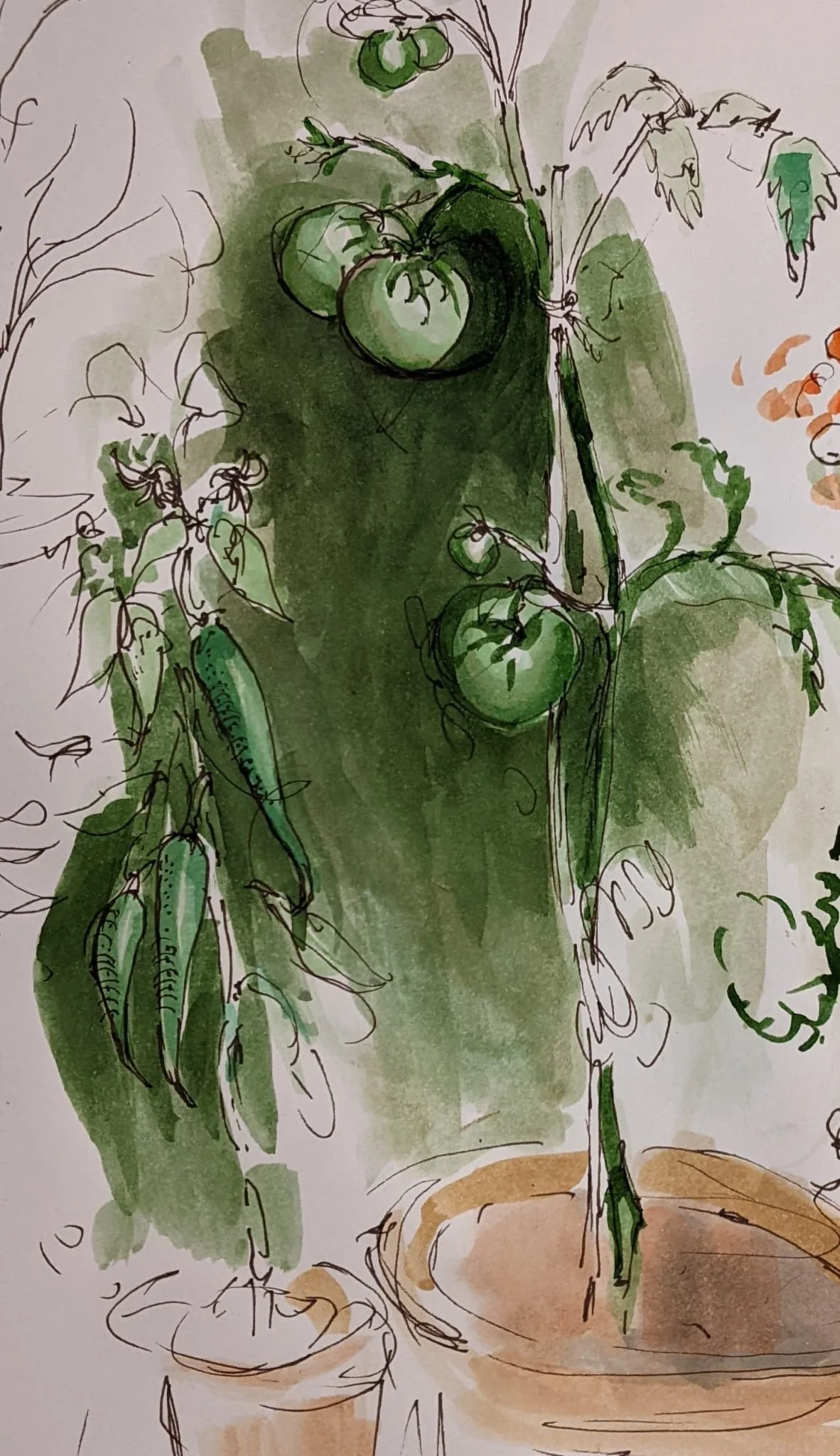 Tomates et poivrons, debut Juillet. 
Encre et aquarelle 22 x 16cms