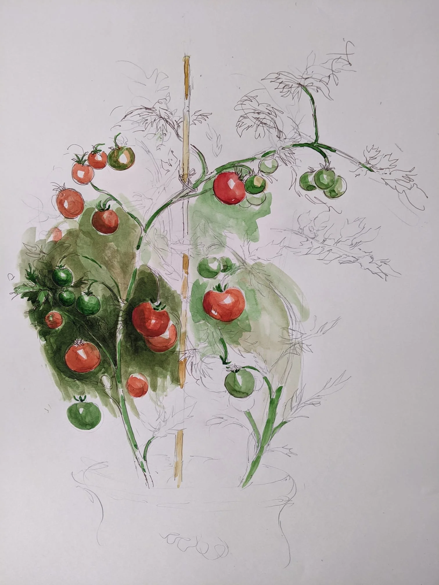 Tomates
Encre et aquarelle. 52 x 40cms