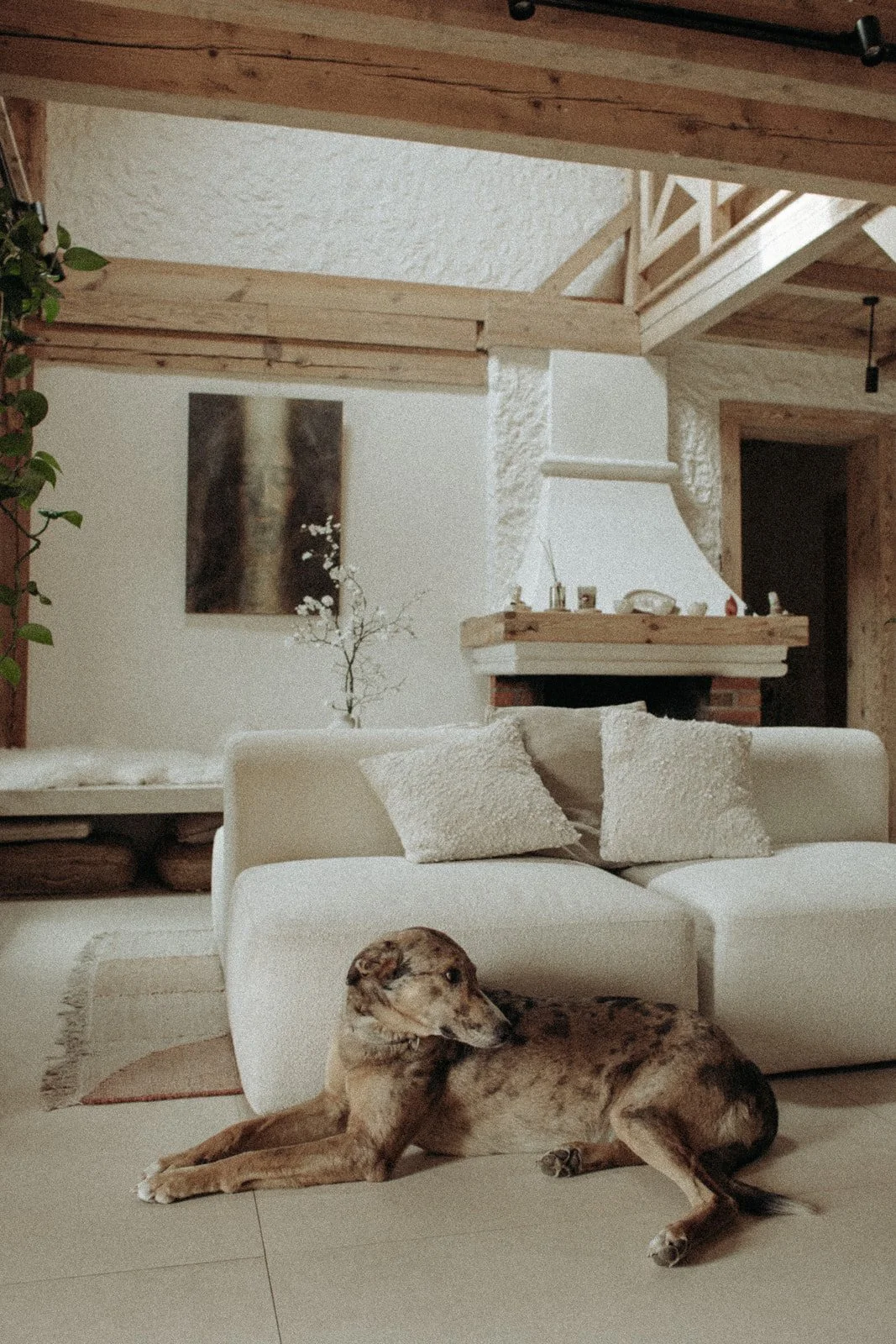 Pies odpoczywający w salonie Ananda Retreat House z jasną sofą, drewnianymi belkami i kominkiem.