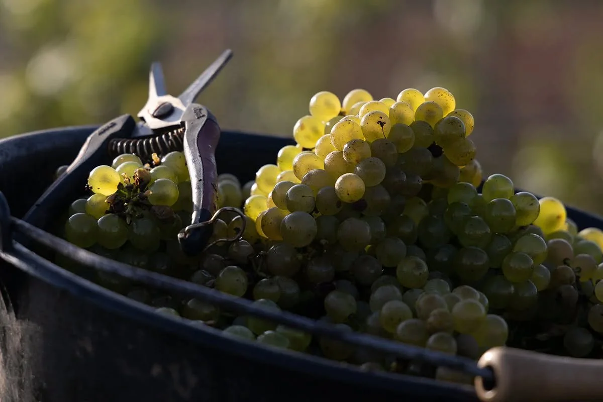 Les premières grappes