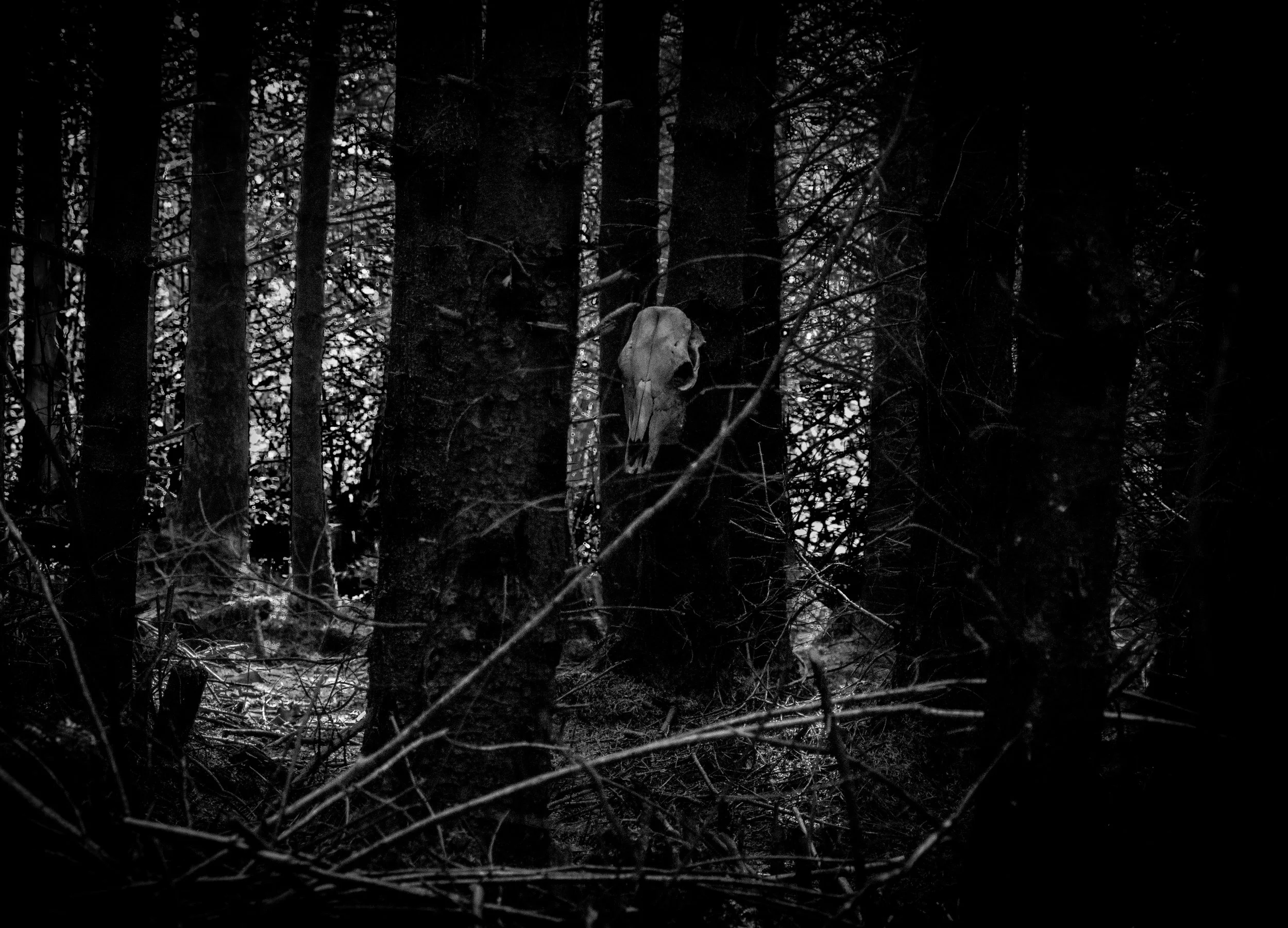 Dark, dense forest with tall trees and tangled underbrush. A cow skull appears hung in a tree. The scene appears ominous and mysterious, with minimal light filtering through the canopy.