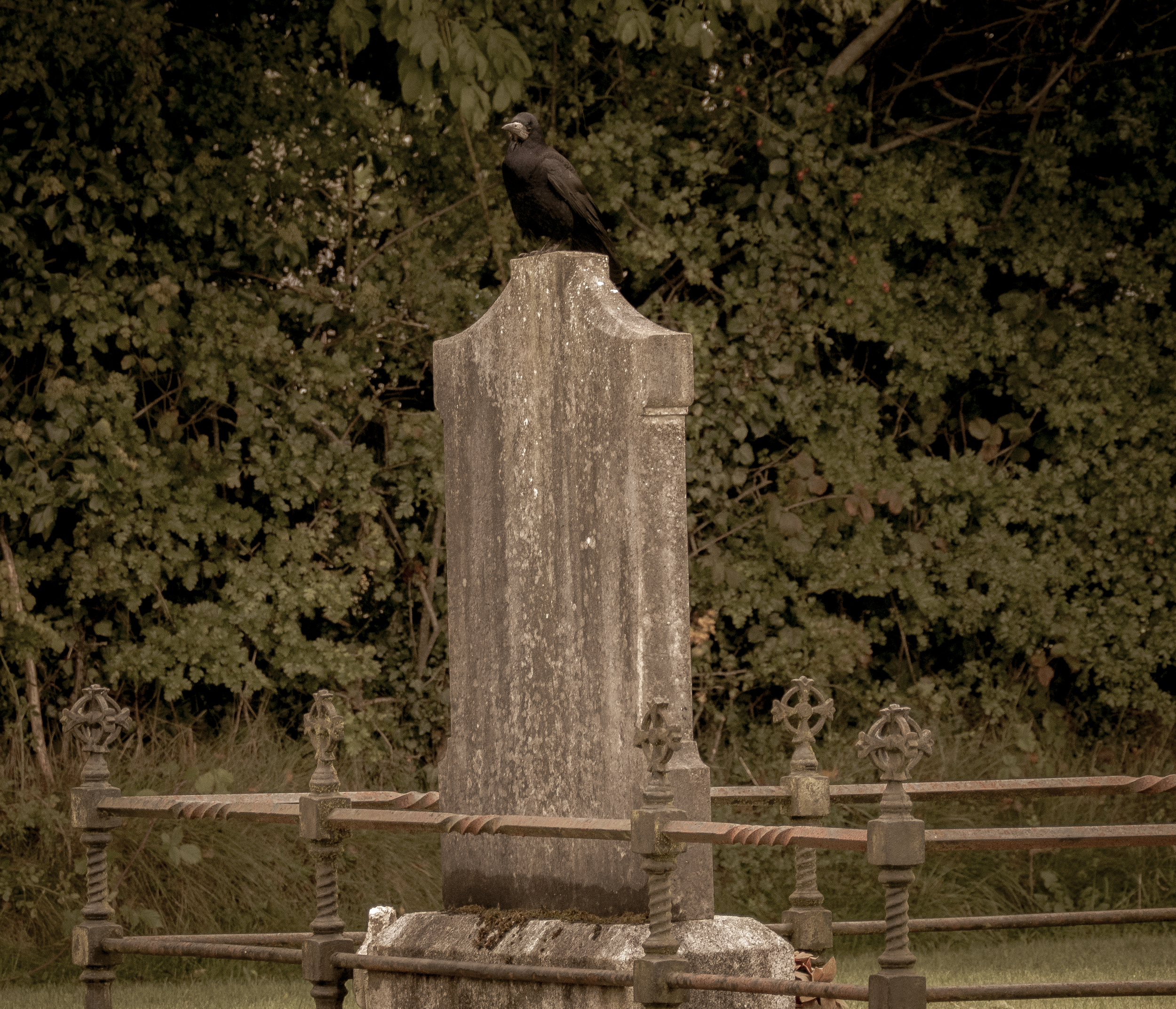 A black bird perched on top of a gray stone monument in a cemetery, surrounded by a metal fence and dense green foliage in the background.