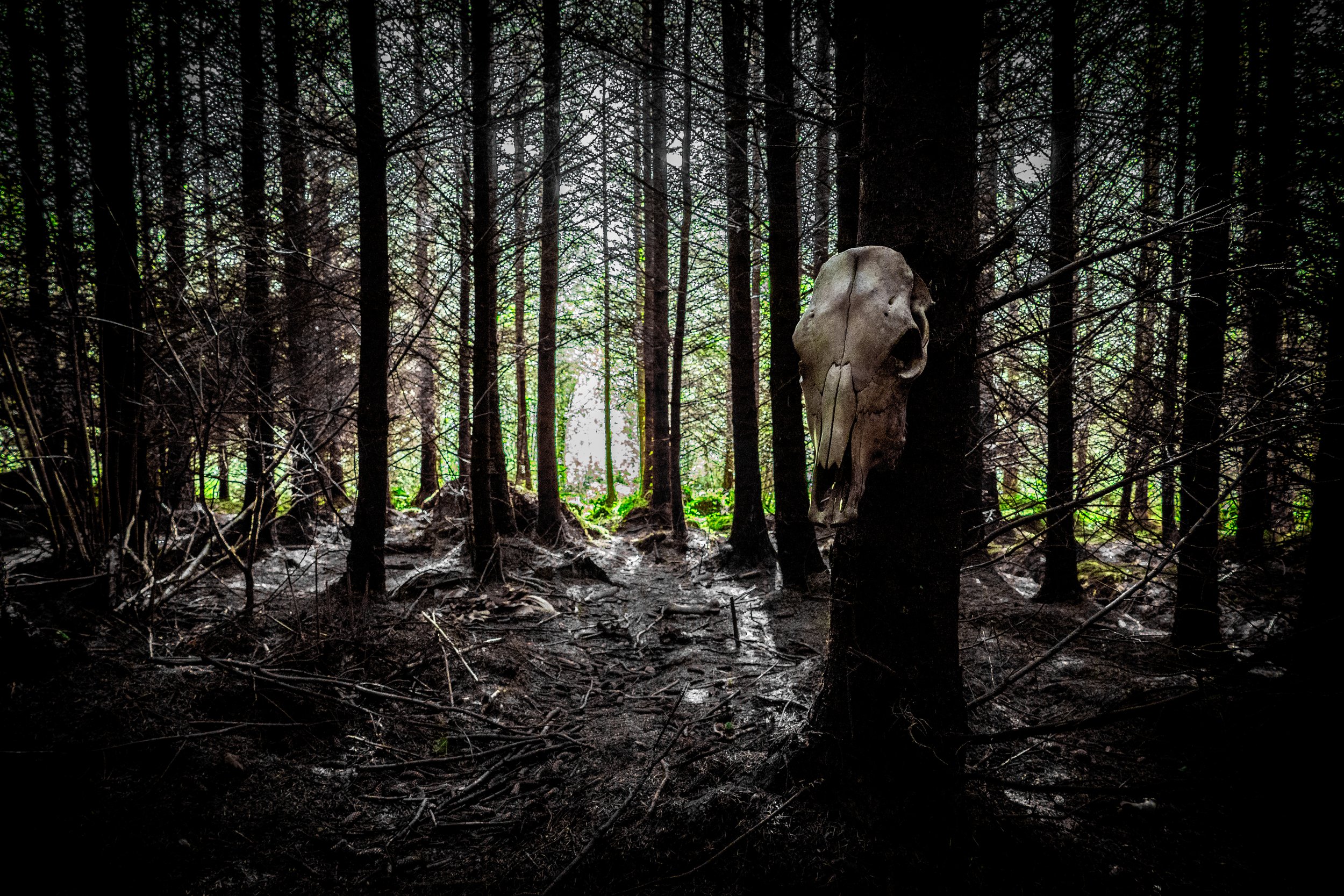 A forest scene with tall, dark trees and a large animal skull mounted on a tree trunk in the foreground, with light filtering through the foliage.