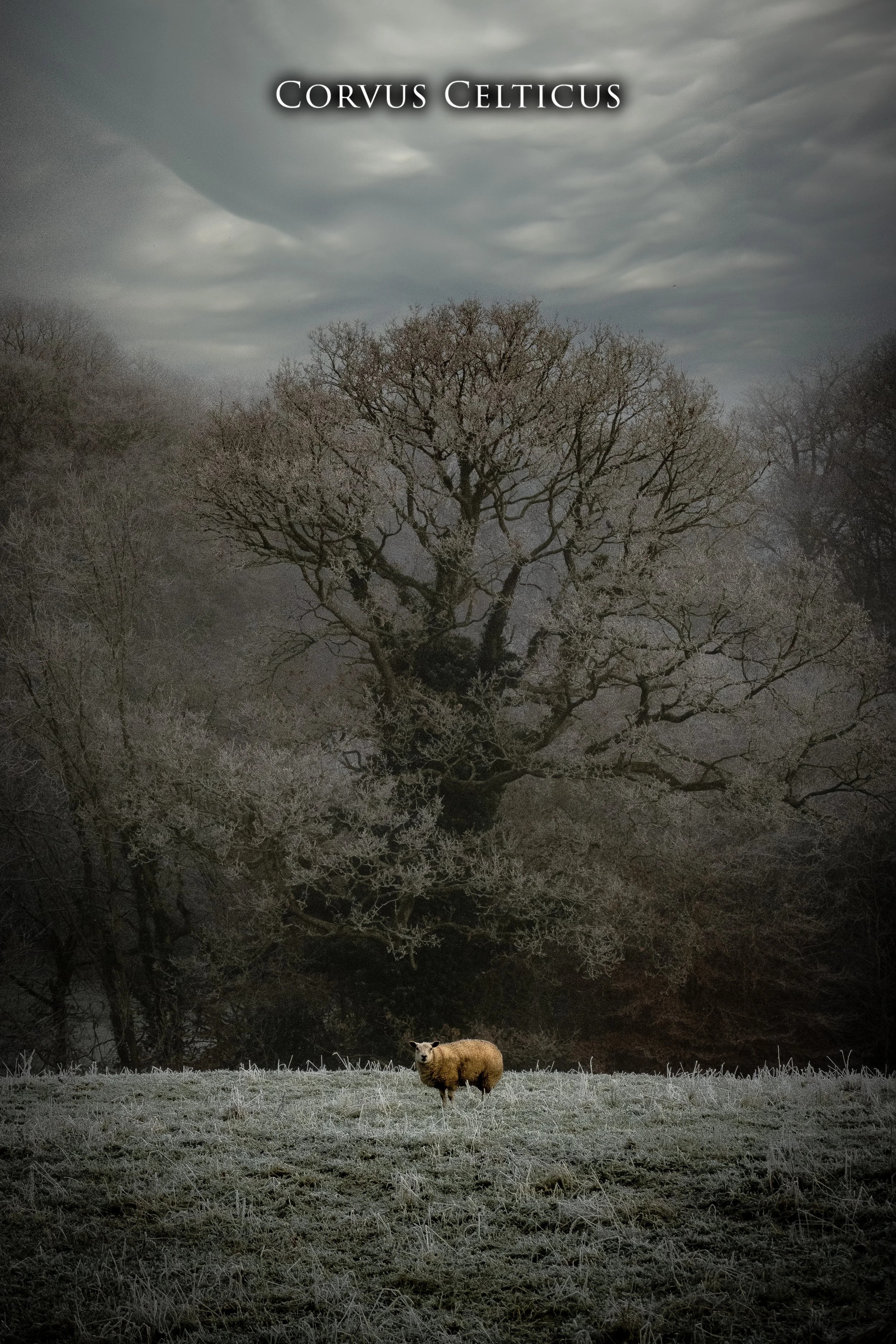 Lonely Winter Sheep Castledawson Corvus Celticus.jpg