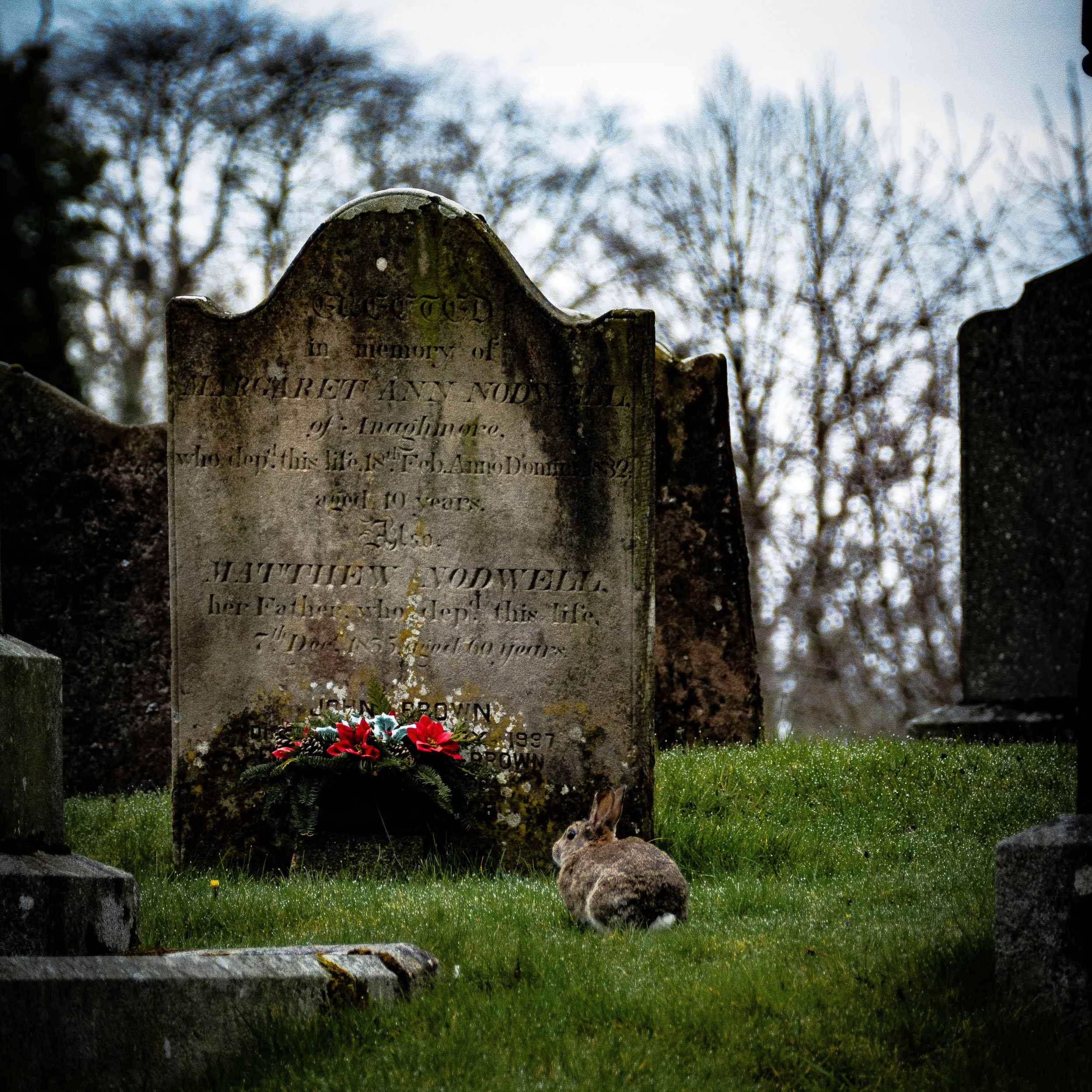 An Easter graveyard scene at  Christ Church Castledawson.  A rabbit sitting between the graves. Bare trees are visible in the background under a cloudy sky.