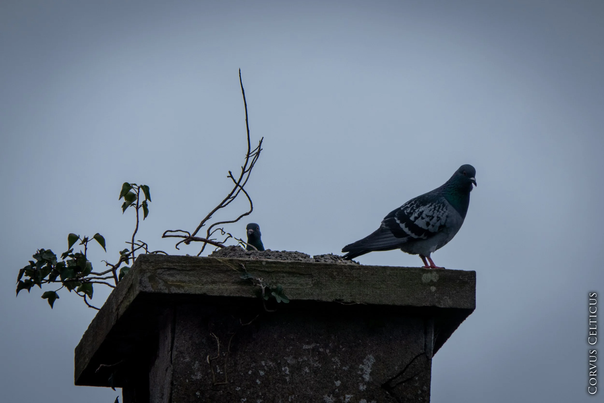 Two pigeons are perched on a ledge at Saint Elizabeth's Old Church in Dundonald