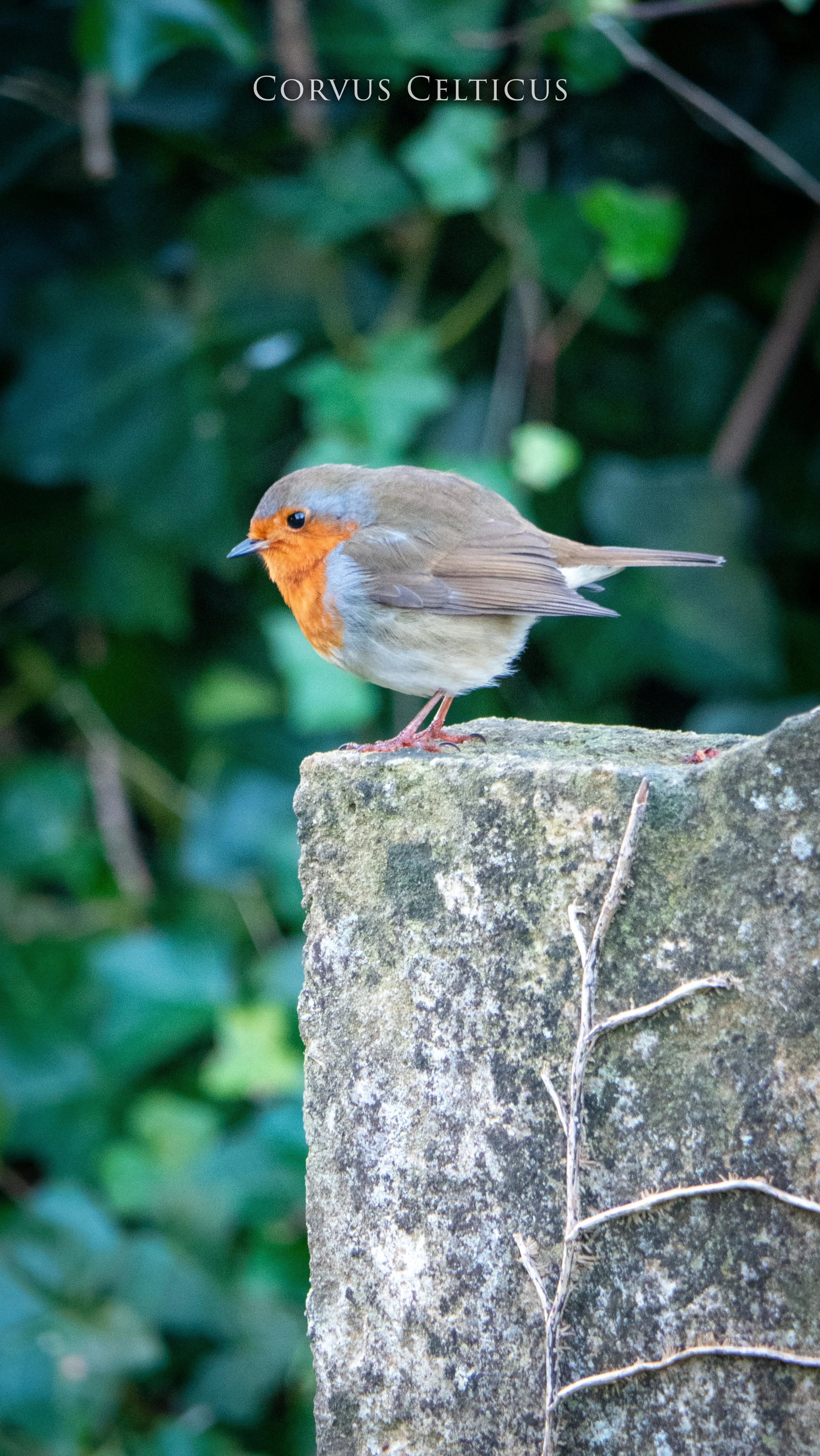 Mallusk Cemetery Robin