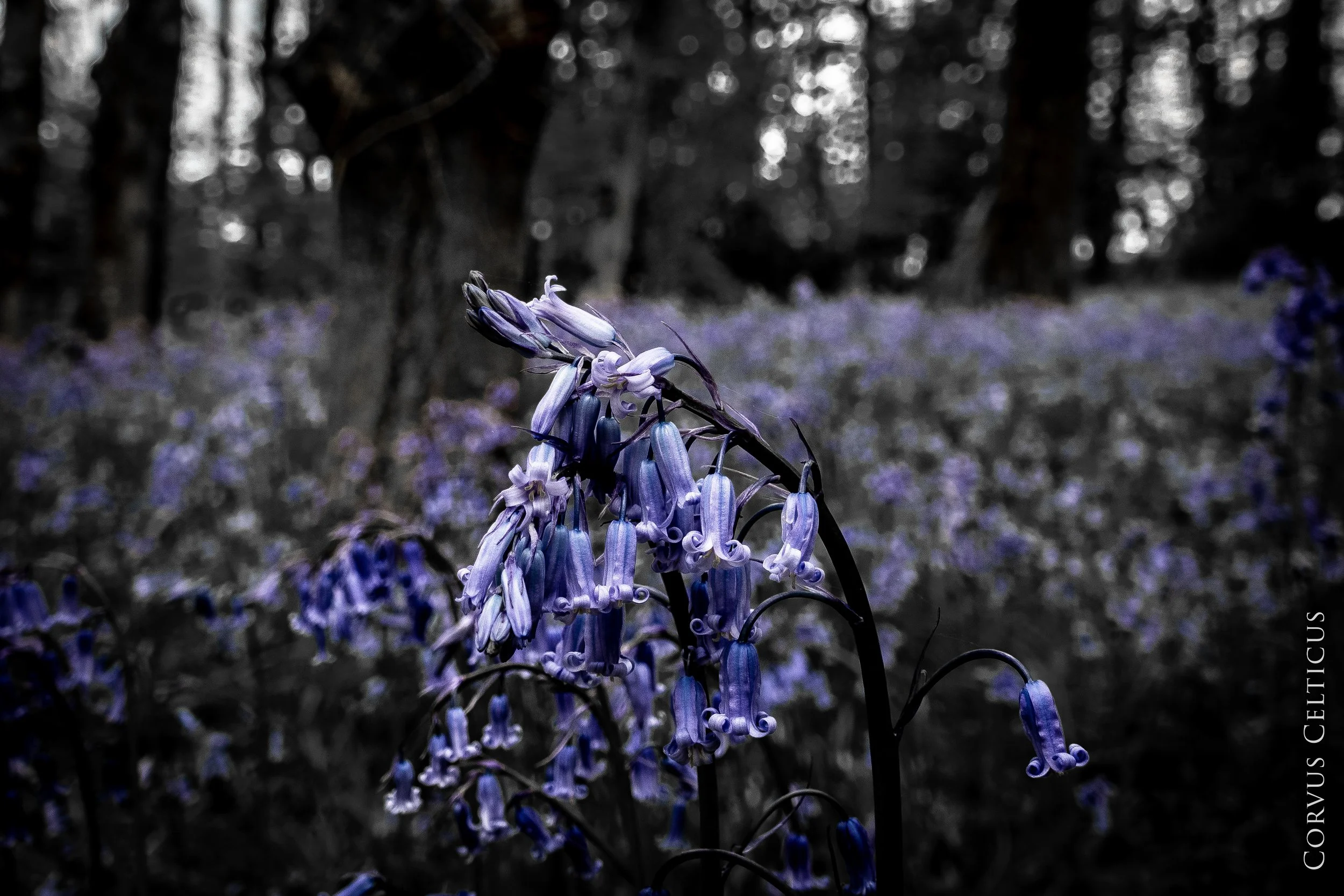 Close-up of bluebells in Garvagh forest - gothic background