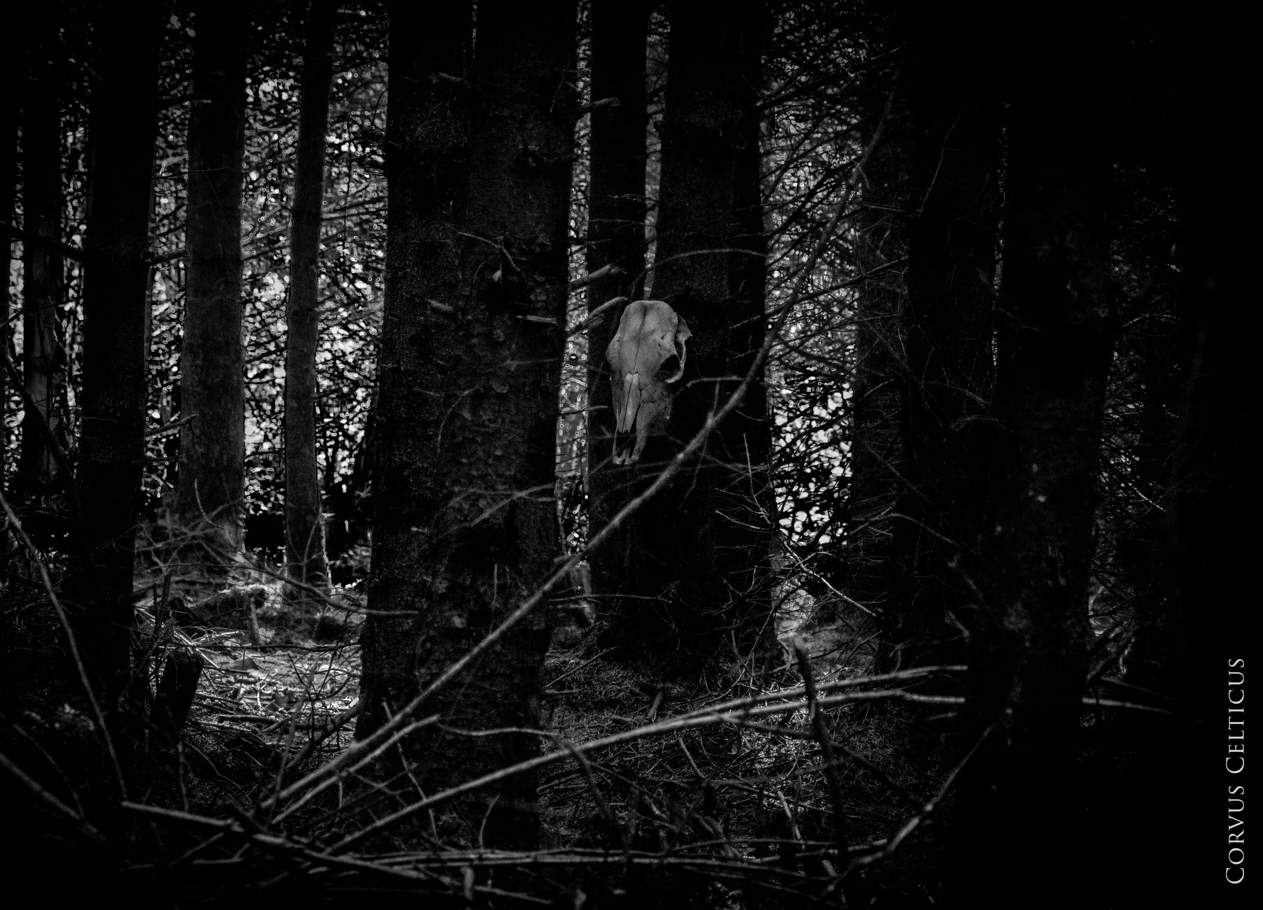 A black and white photograph of a dense forest with tall trees. A large animal skull is mounted on a tree trunk in the middle of the scene. Twisted branches and underbrush fill the foreground and background, creating a dark and eerie atmosphere.