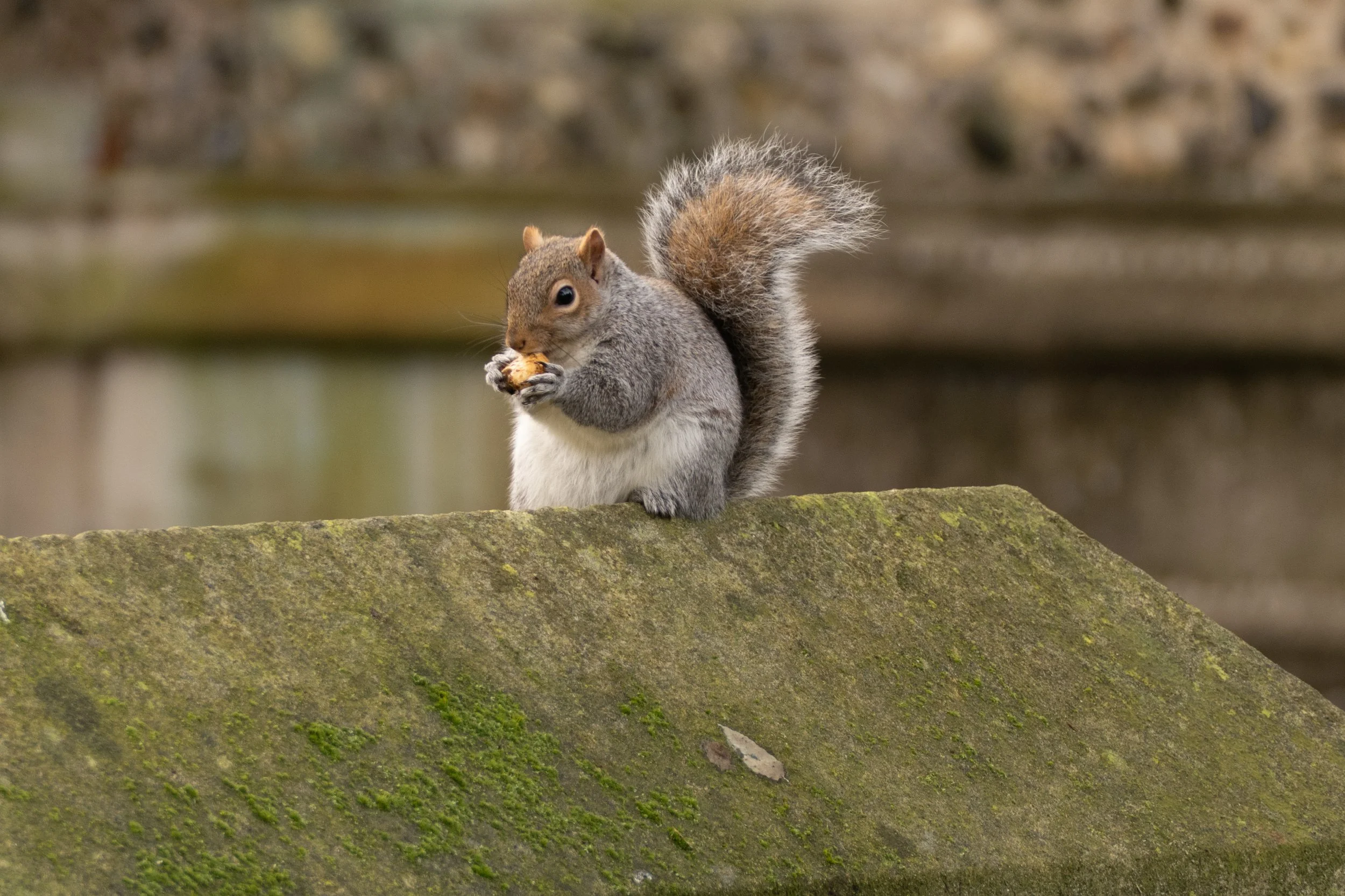 A squirrel with gray and brown fur sitting on a moss-covered gravestone, holding a nut in its paws and eating it.