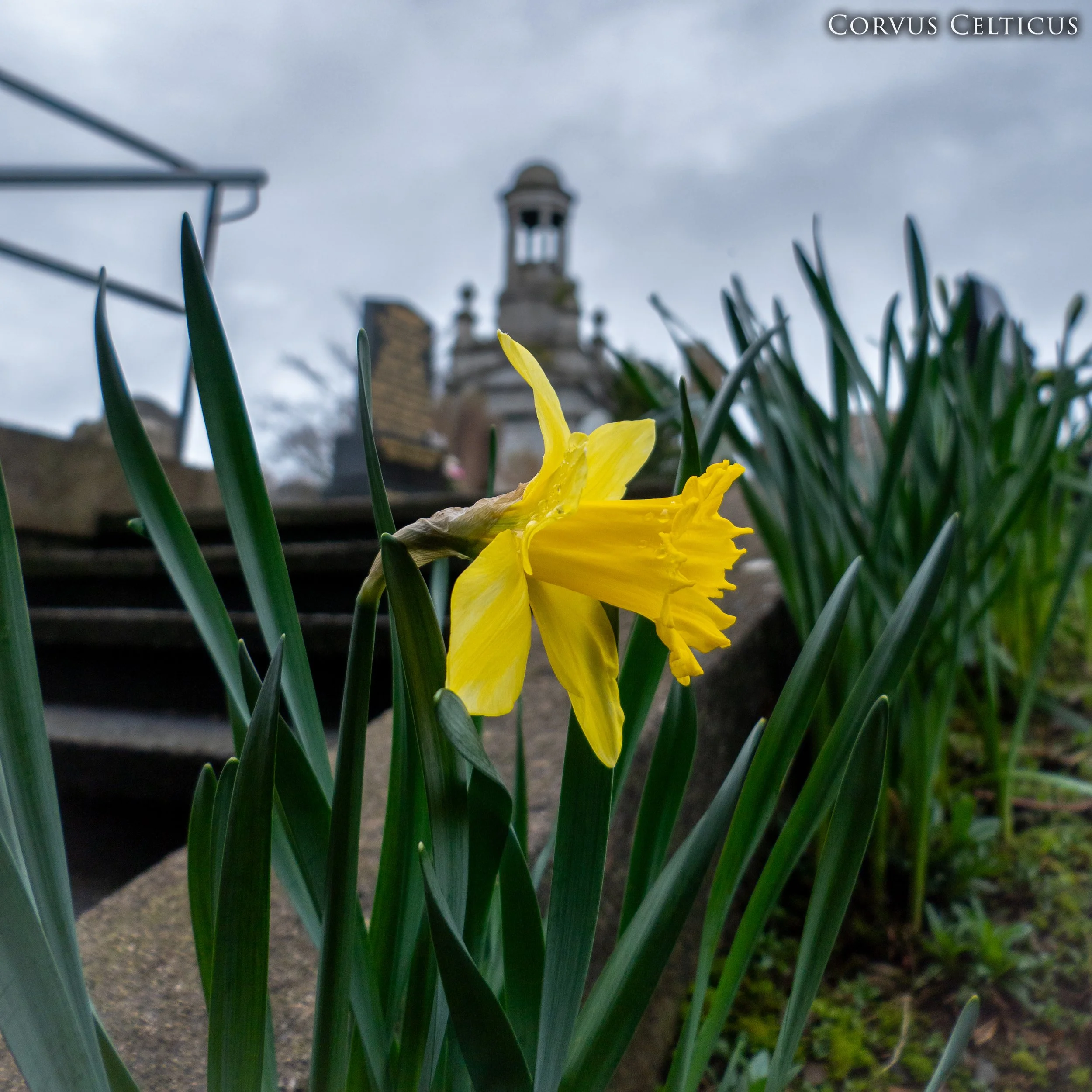 Close-up of yellow daffodil flowers with green leaves in the foreground, blurred Cleland Memorial Mausoleum in the background