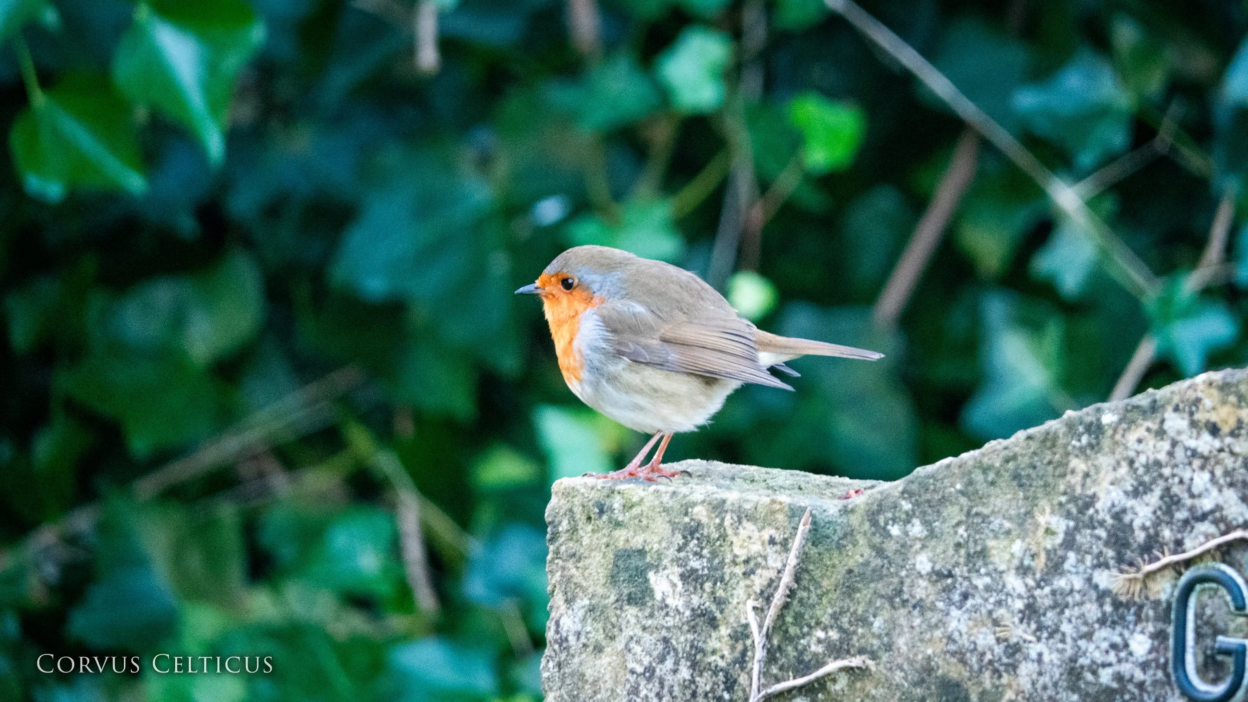 Mallusk Cemetery Robin