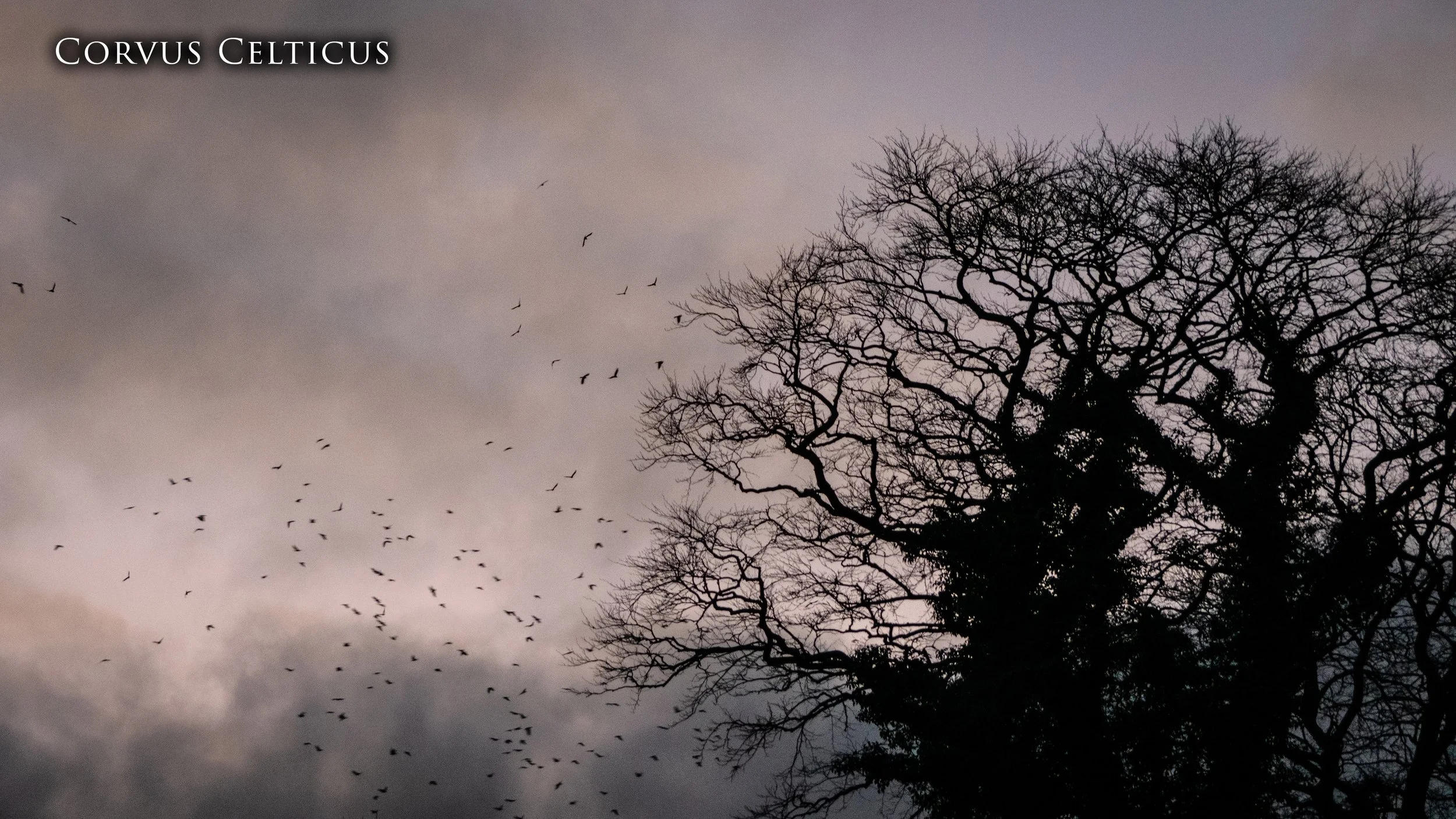 Crow Filled Sky Christ Church Corvus Celticus.jpg