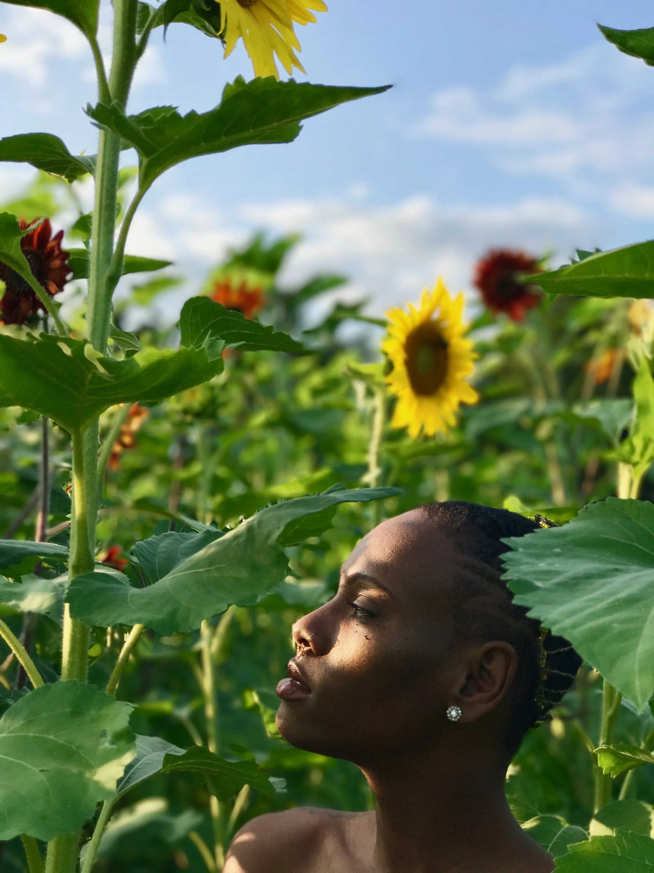 Ian X Sunflower Field 20.JPG