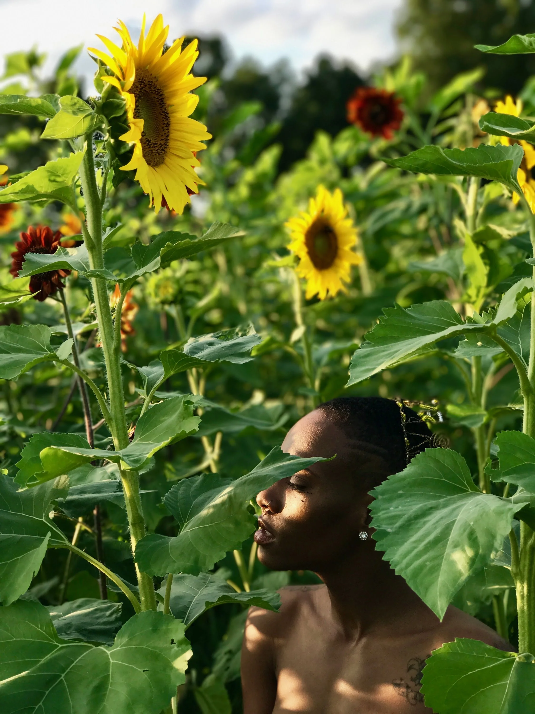 Ian X Sunflower Field 21.JPG