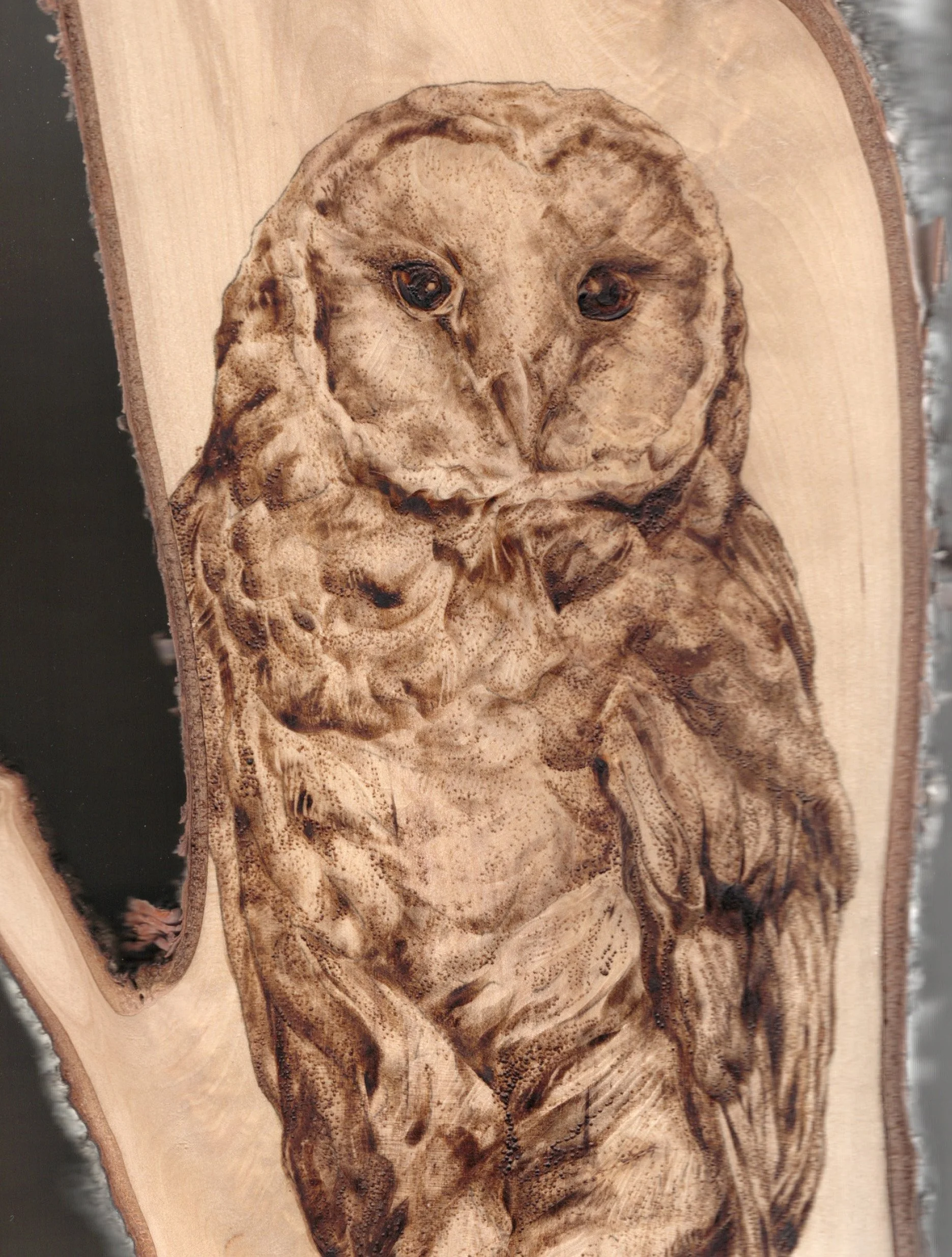 8x6owl.jpg