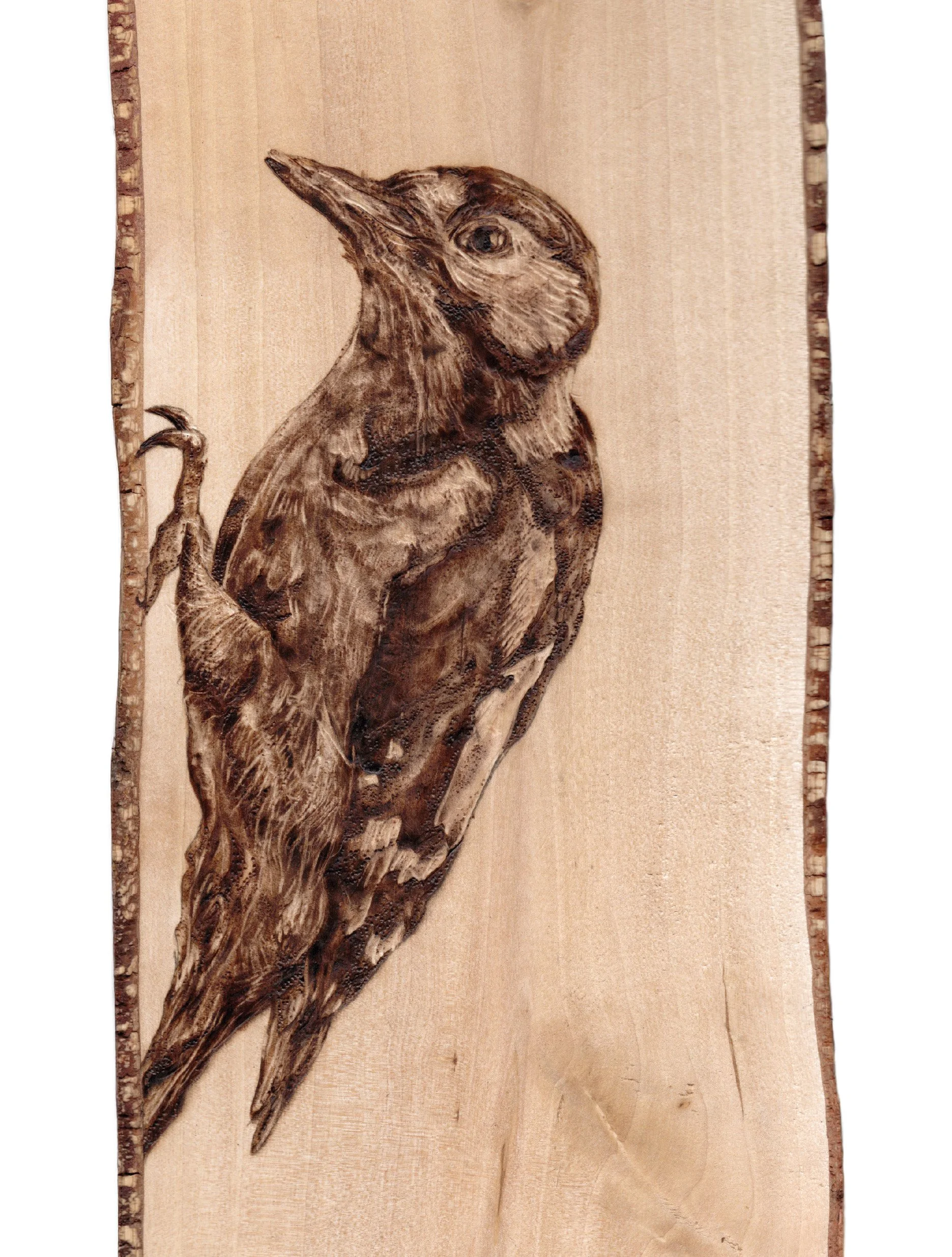 8x6woodpecker.jpg