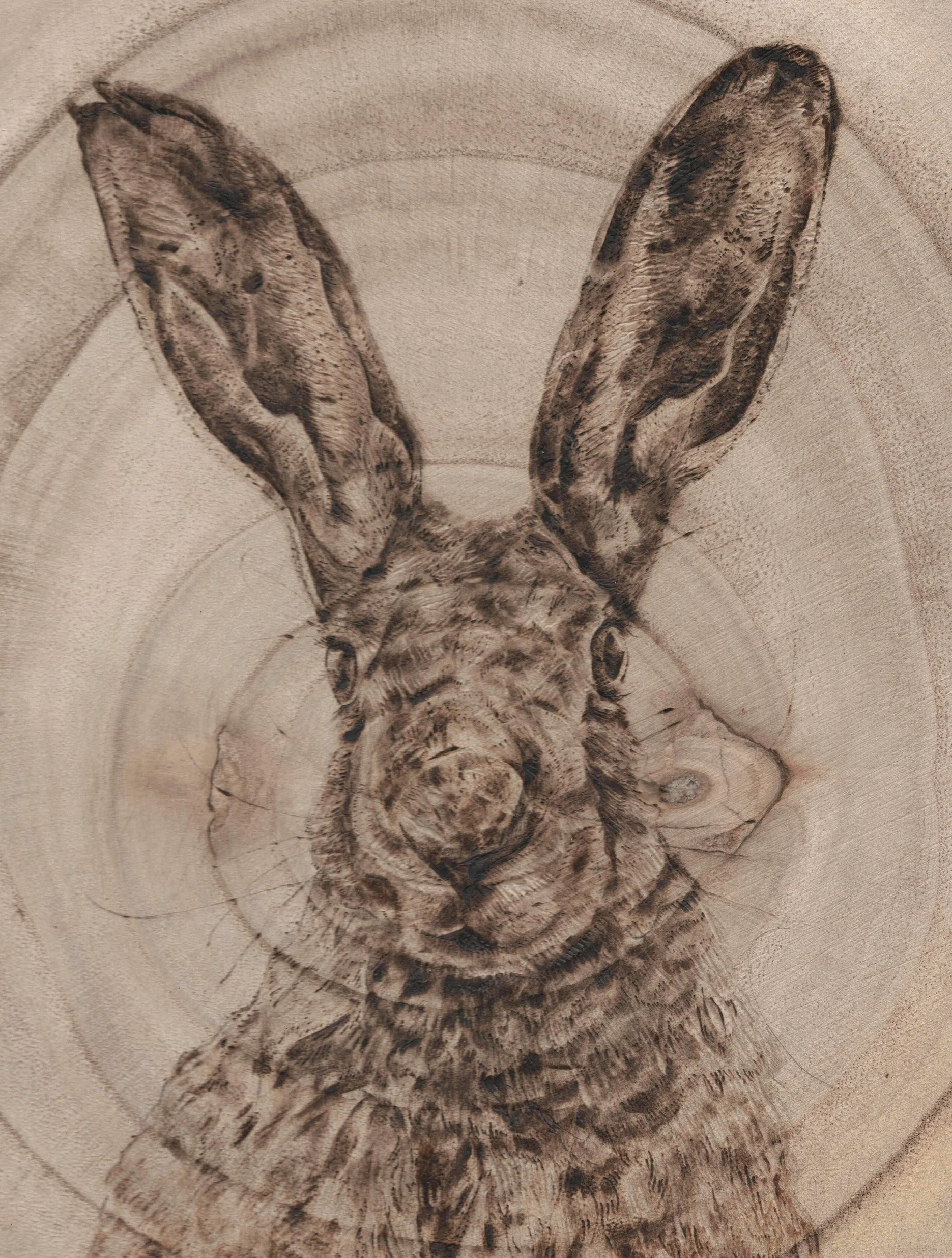 8x6hare.jpg