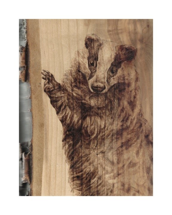 8x6badger.jpg