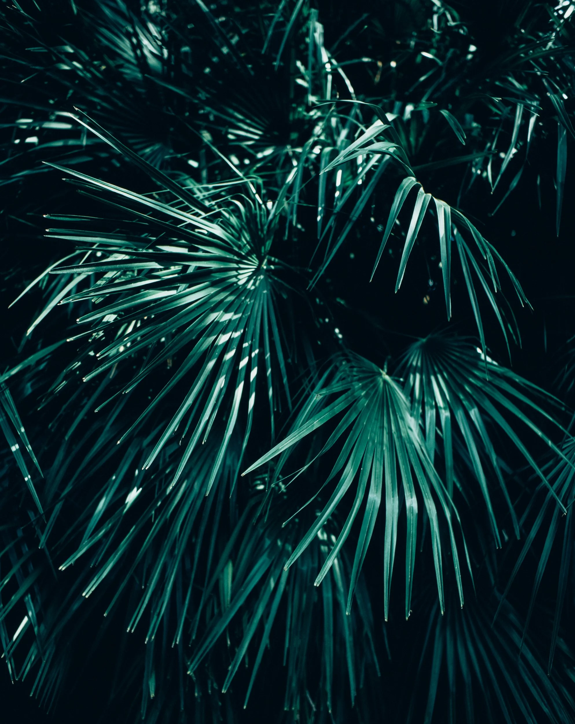 Image37404346495255586164677074 3.jpg