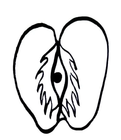 A black and white line drawing of a coffee bean sliced in half.