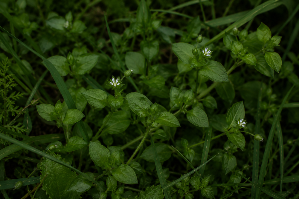 Chickweed growing with small white flowers