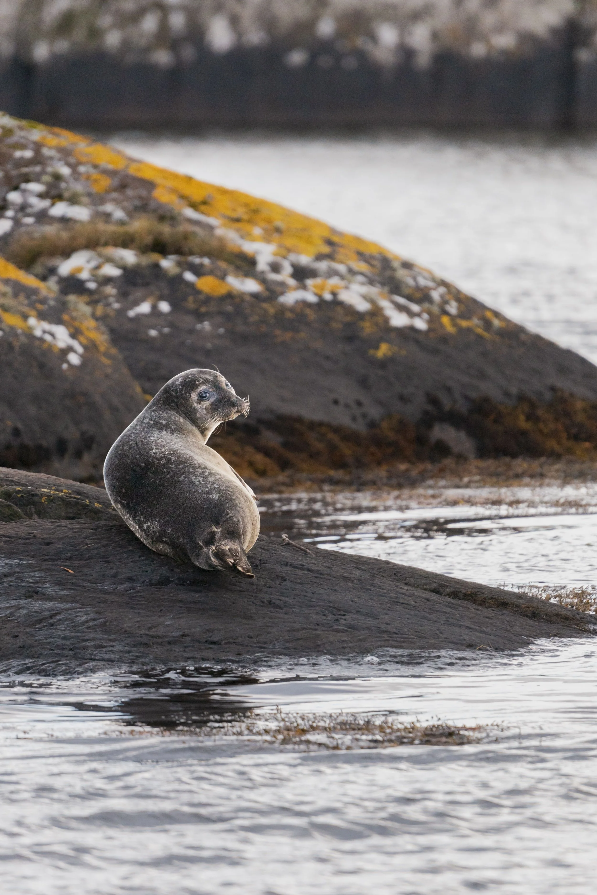 A baby seal sitting on a rocky shoreline by the water with a mossy background and a structure in the distance.