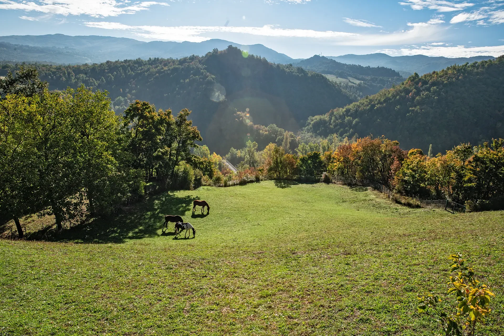 Pascoli sopra Bergotto, Berceto
