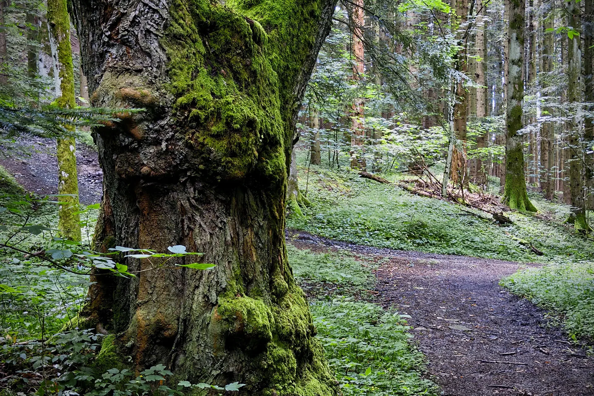 Castagno tra gli abeti, foresta del Monte Cavallo, Berceto