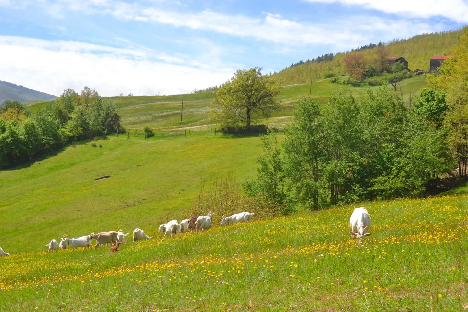 I pascoli al Mulino Vaccarezza