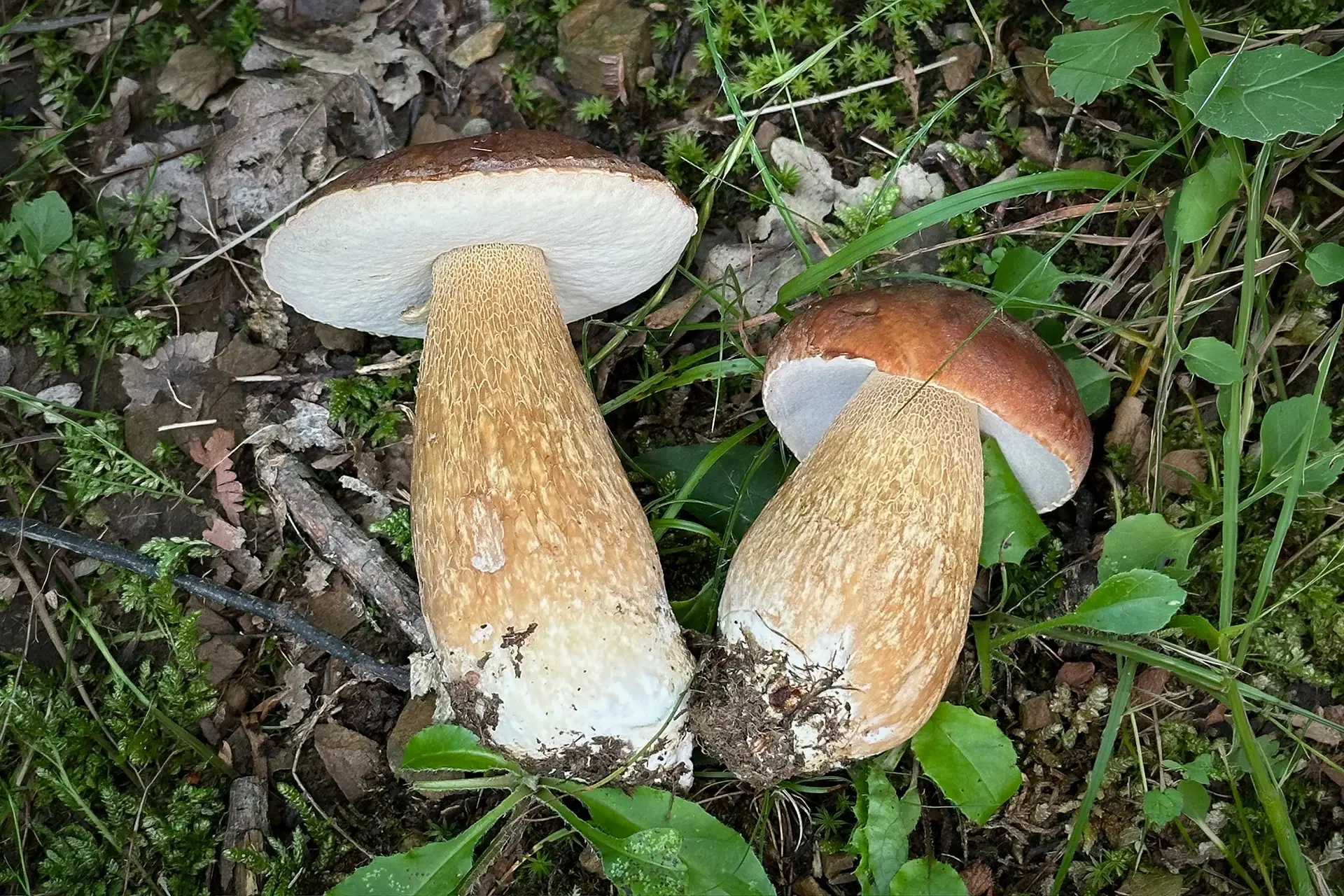 Porcini.webp