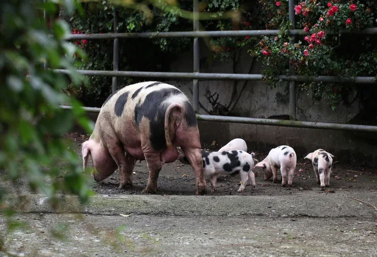 A group of piglets, including one larger piglet, walking on the ground near a metal fence with pink flowers and green foliage in the background.