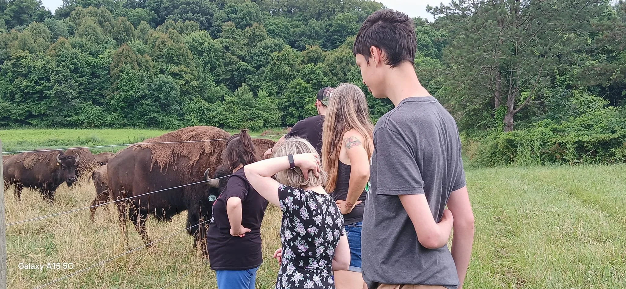A group of people, including children and adults, standing behind a fence, watching and interacting with bison in a grassy field surrounded by trees.