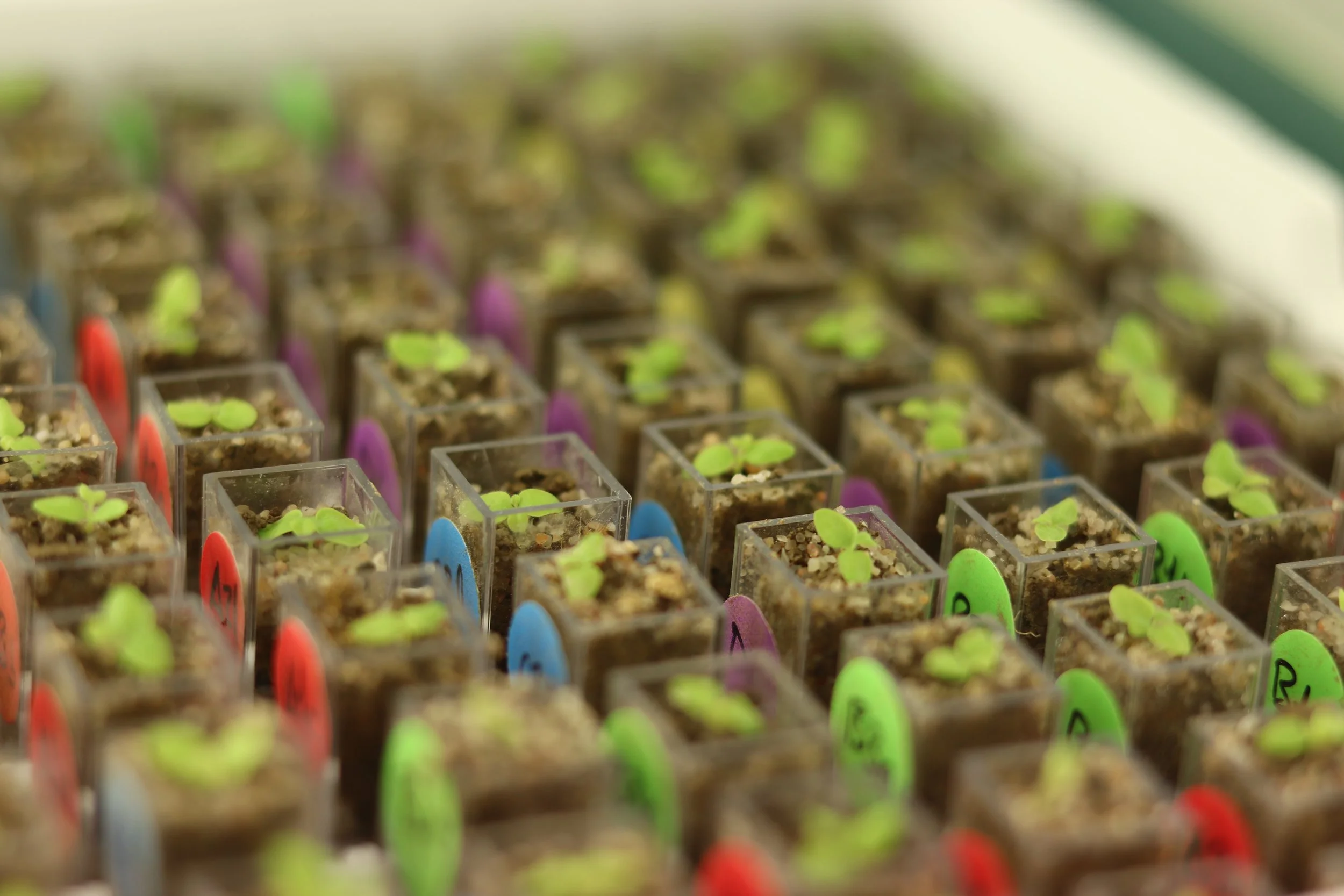 Multiple small green seedlings sprouting in clear plastic containers filled with soil, arranged in rows with color-coded labels.