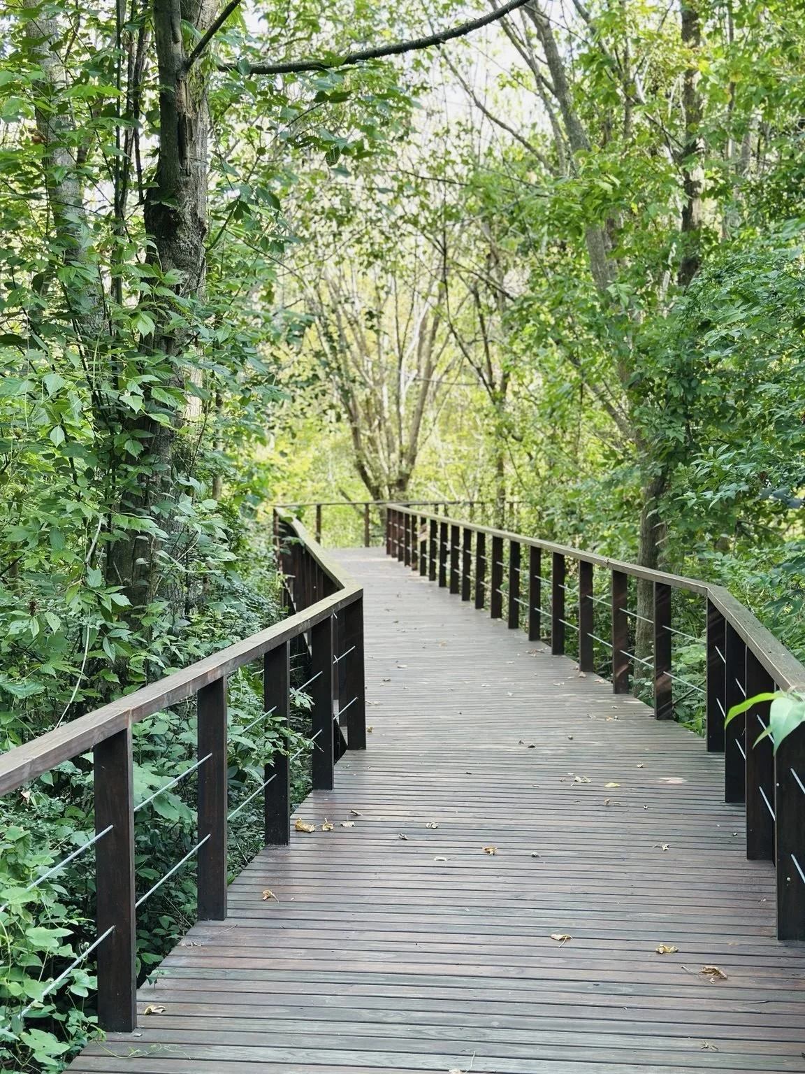 Reserva Natural del Delta dentro de Venice, senderos para caminar y meditar