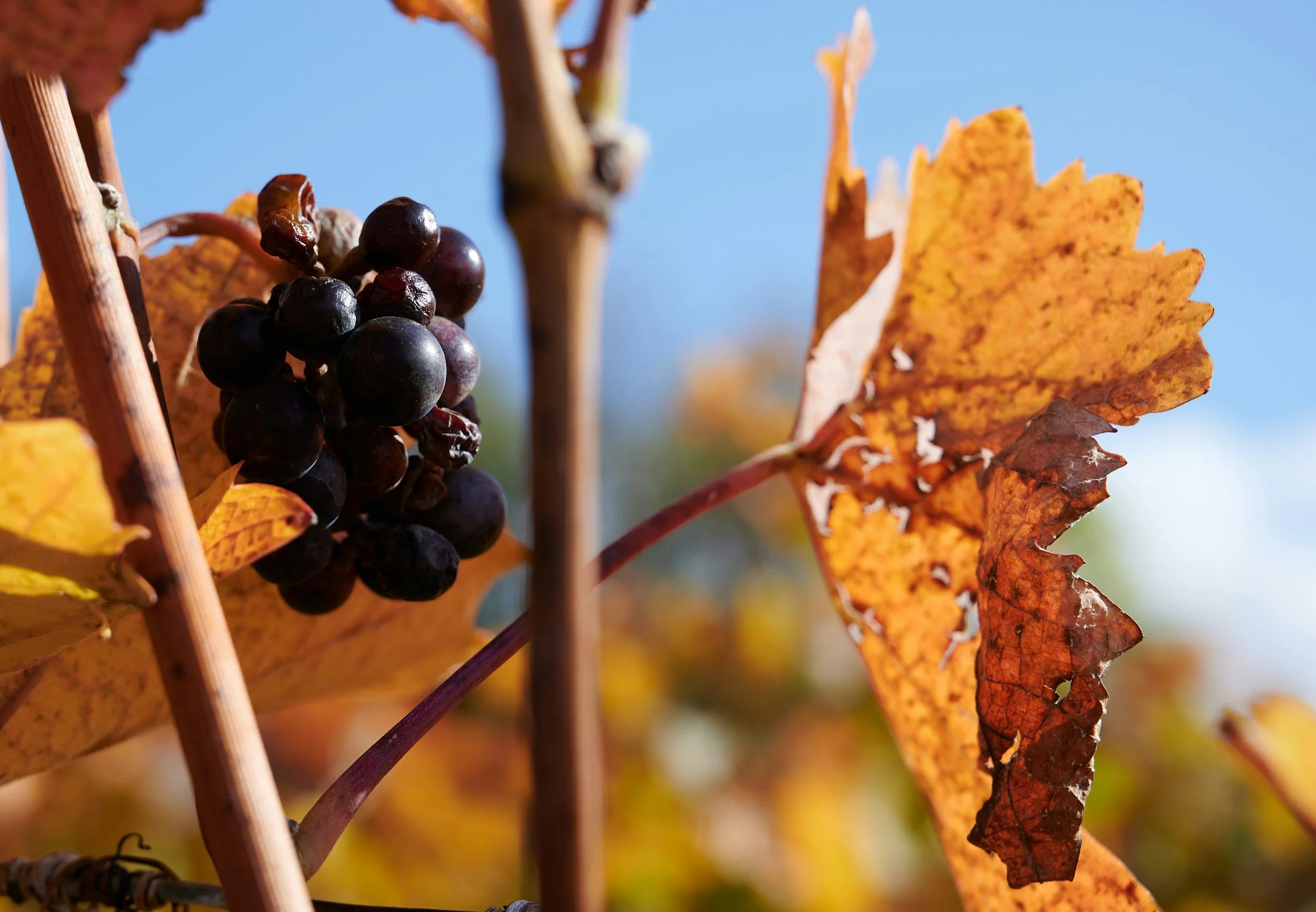 Autumn Comfort Wines - £40pp